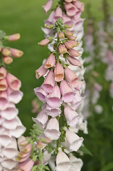 545088 - Common foxglove (Digitalis purpurea 'Pink Gin')
