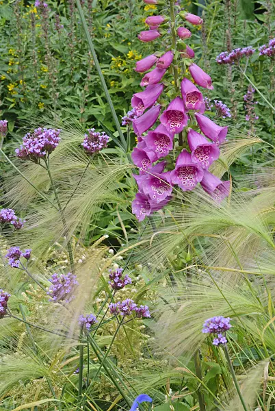 483027 - Common foxglove (Digitalis purpurea), purpletop vervain (Verbena bonariensis) and foxtail barley (Hordeum jubatum)