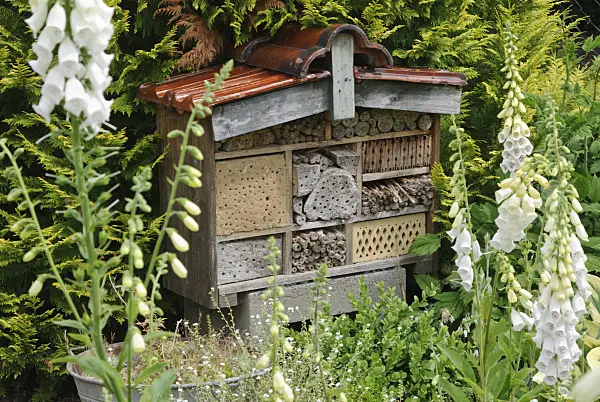 518026 - Common foxglove (Digitalis purpurea) with a nesting aid for insects made of perforated tree trunks and bricks under a tiled roof