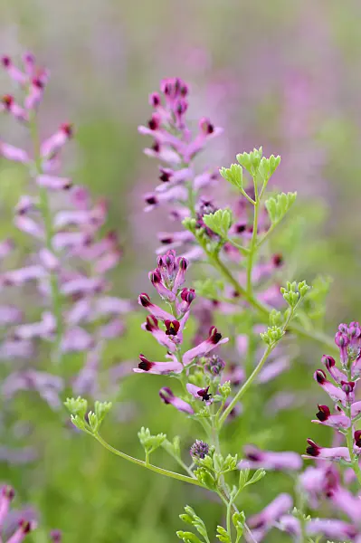 472264 - Common fumitory (Fumaria officinalis)