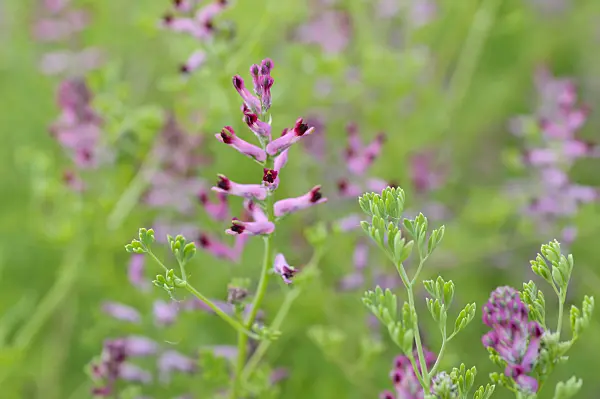 472265 - Common fumitory (Fumaria officinalis)