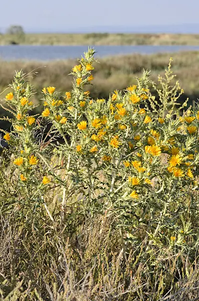 557272 - Common golden thistle (Scolymus hispanicus), Camargue, France