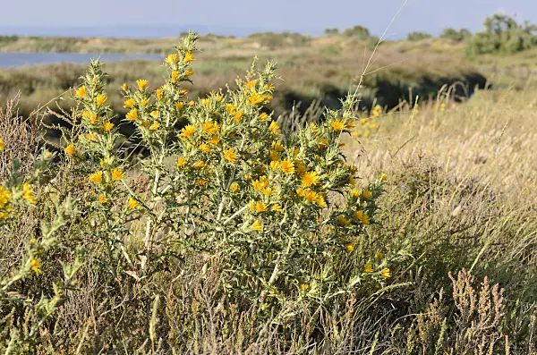 557273 - Common golden thistle (Scolymus hispanicus), Camargue, France