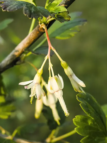 424150 - Common gooseberry (Ribes divaricatum)