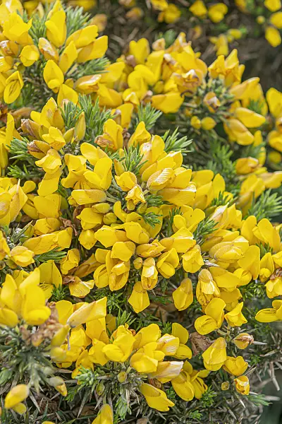 625384 - Common gorse (Ulex europaeus syn. Fabaceae)