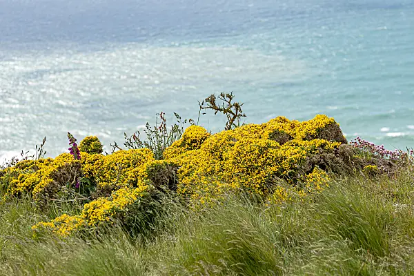 625385 - Common gorse (Ulex europaeus syn. Fabaceae)