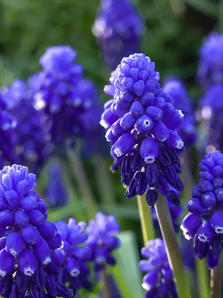 459027 - Common grape hyacinth (Muscari neglectum)