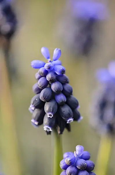 543008 - Common grape hyacinth (Muscari neglectum)