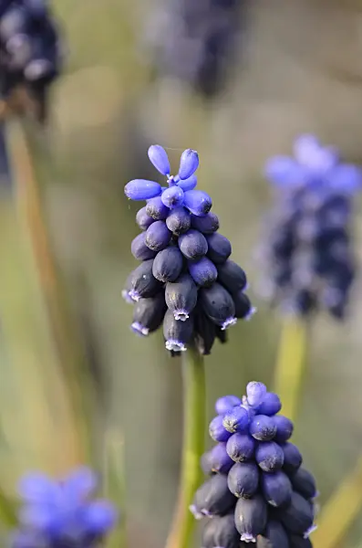 543009 - Common grape hyacinth (Muscari neglectum)