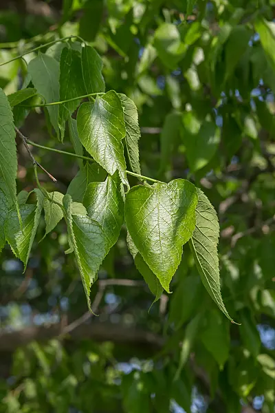 664065 - Common hackberry (Celtis occidentalis)