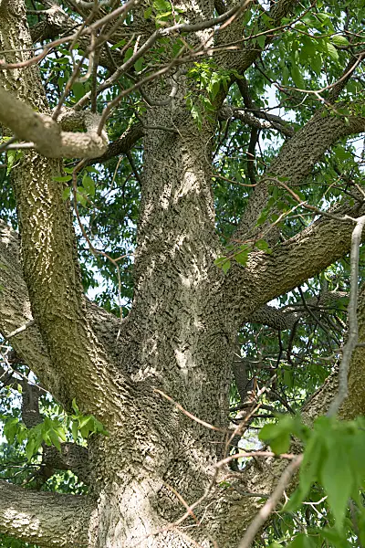 664066 - Common hackberry (Celtis occidentalis)