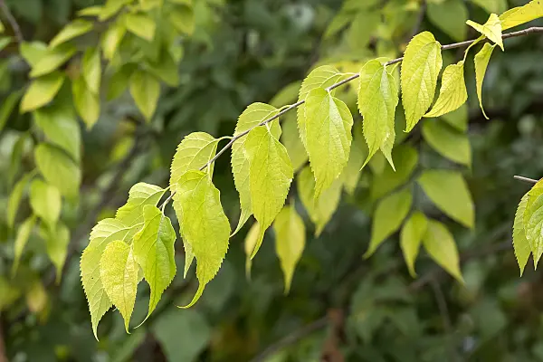664067 - Common hackberry (Celtis occidentalis)