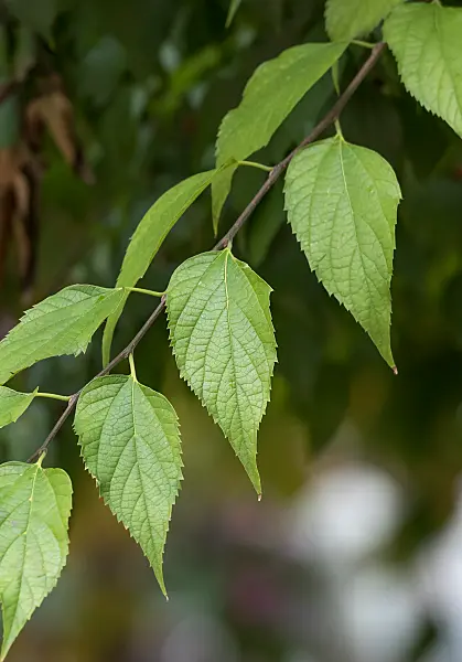 664068 - Common hackberry (Celtis occidentalis)
