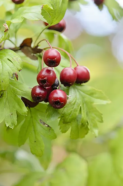 524198 - Common hawthorn (Crataegus monogyna)