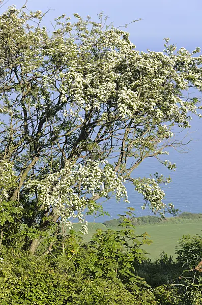 533373 - Common hawthorn (Crataegus monogyna), Beachy Head, South Downs National Park, Great Britain
