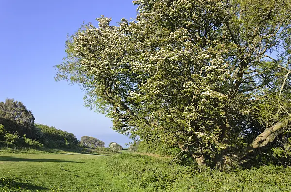 533375 - Common hawthorn (Crataegus monogyna), Beachy Head, South Downs National Park, Great Britain