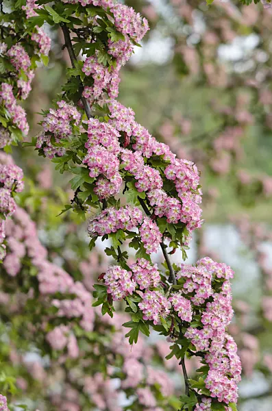 544130 - Common hawthorn (Crataegus monogyna 'Rosea')