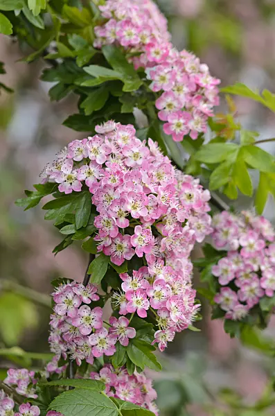 544131 - Common hawthorn (Crataegus monogyna 'Rosea')