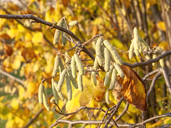466009 - Common hazel (Corylus avellana)