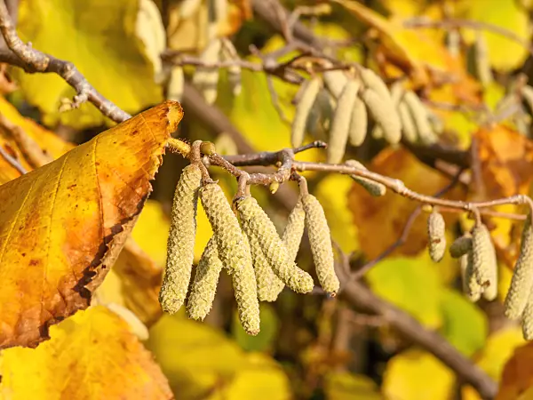 466010 - Common hazel (Corylus avellana)