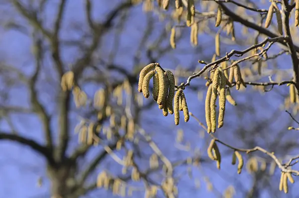 492036 - Common hazel (Corylus avellana)
