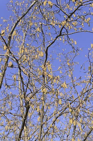 492037 - Common hazel (Corylus avellana)