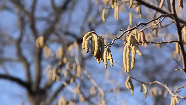 492056 - Common hazel (Corylus avellana)