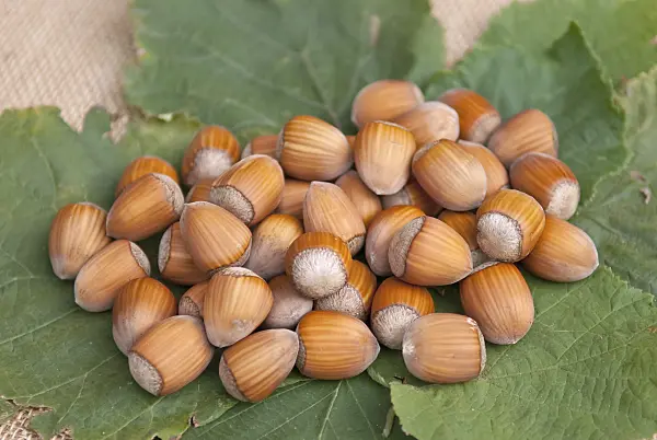 502169 - Common hazel (Corylus avellana 'Englische Riesen')