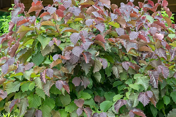 664105 - Common hazel (Corylus avellana 'Purple Haze')
