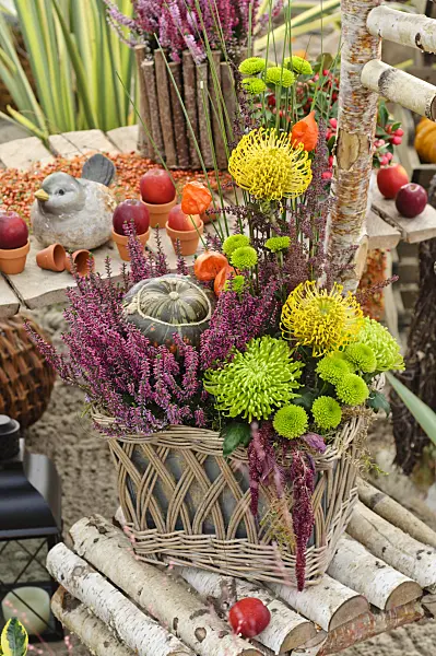 477064 - Common heather (Calluna), chrysanthemums (Chrysanthemum), pincushions (Leucospermum) and squash (Cucurbita) in an autumnal flower arrangement