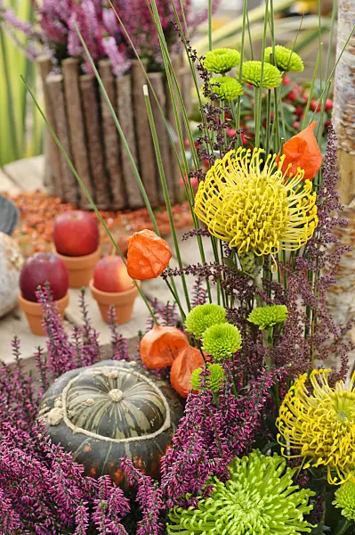 477065 - Common heather (Calluna), chrysanthemums (Chrysanthemum), pincushions (Leucospermum) and squash (Cucurbita) in an autumnal flower arrangement