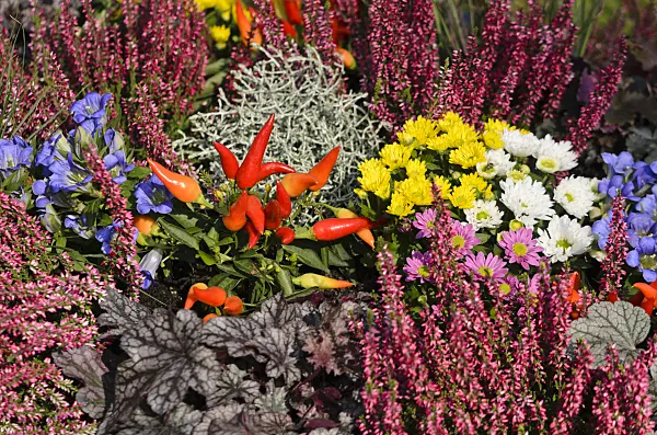571082 - Common heather (Calluna), gentians (Gentiana), chili peppers (Capsicum), alumroots (Heuchera) and chrysanthemums (Chrysanthemum)