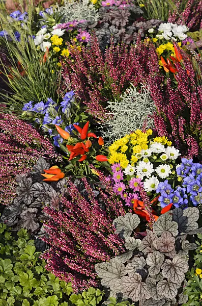 571083 - Common heather (Calluna), gentians (Gentiana), chili peppers (Capsicum), alumroots (Heuchera) and chrysanthemums (Chrysanthemum)