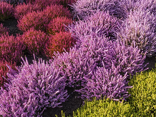 418019 - Common heather (Calluna vulgaris)