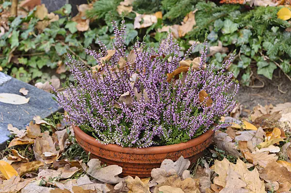 466025 - Common heather (Calluna vulgaris)