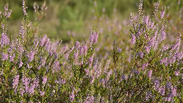 511057 - Common heather (Calluna vulgaris)