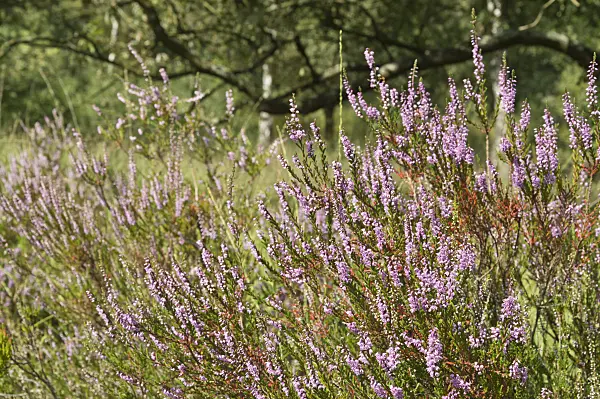 511275 - Common heather (Calluna vulgaris)