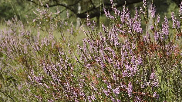 511290 - Common heather (Calluna vulgaris)