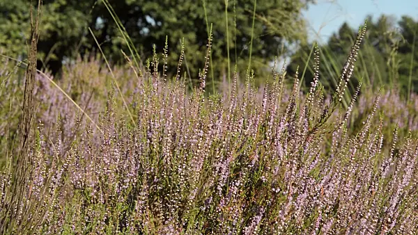 511297 - Common heather (Calluna vulgaris)