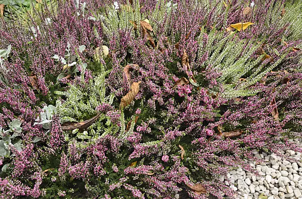 524050 - Common heather (Calluna vulgaris)