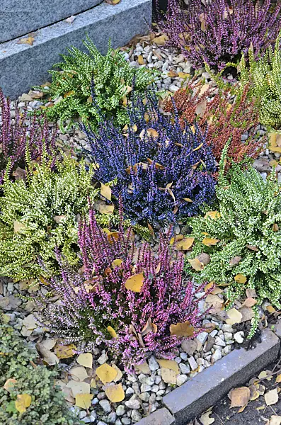 525217 - Common heather (Calluna vulgaris)