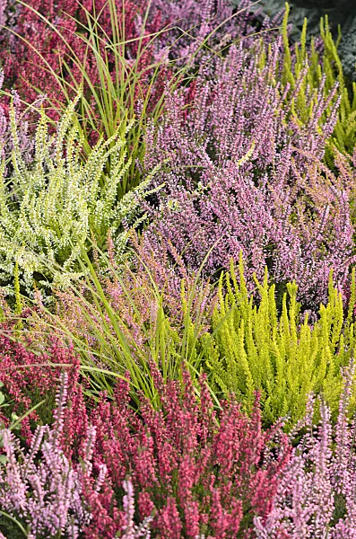 536141 - Common heather (Calluna vulgaris)