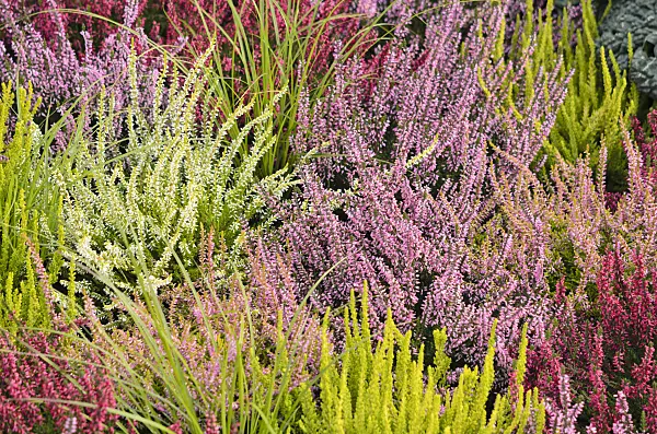 536142 - Common heather (Calluna vulgaris)