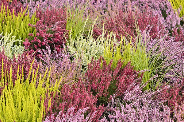 536145 - Common heather (Calluna vulgaris)