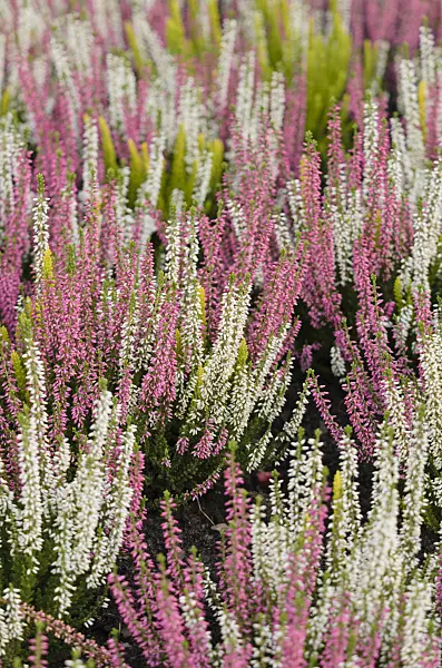 573034 - Common heather (Calluna vulgaris)
