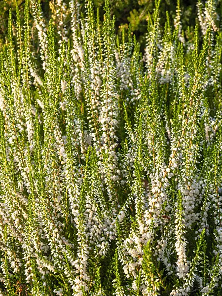 441151 - Common heather (Calluna vulgaris 'Alba Erecta')