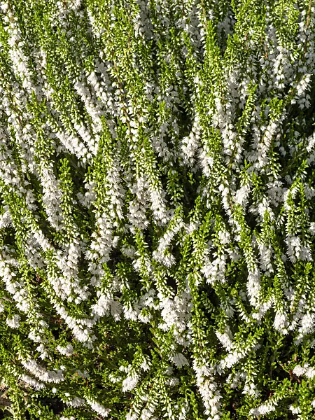 464017 - Common heather (Calluna vulgaris 'Alba Erecta')