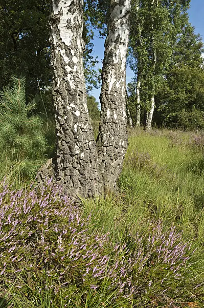 511276 - Common heather (Calluna vulgaris) and birches (Betula), De Meinweg National Park, Netherlands