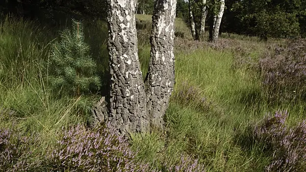511293 - Common heather (Calluna vulgaris) and birches (Betula), De Meinweg National Park, Netherlands