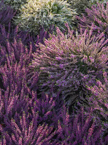 406025 - Common heather (Calluna vulgaris 'Anette')